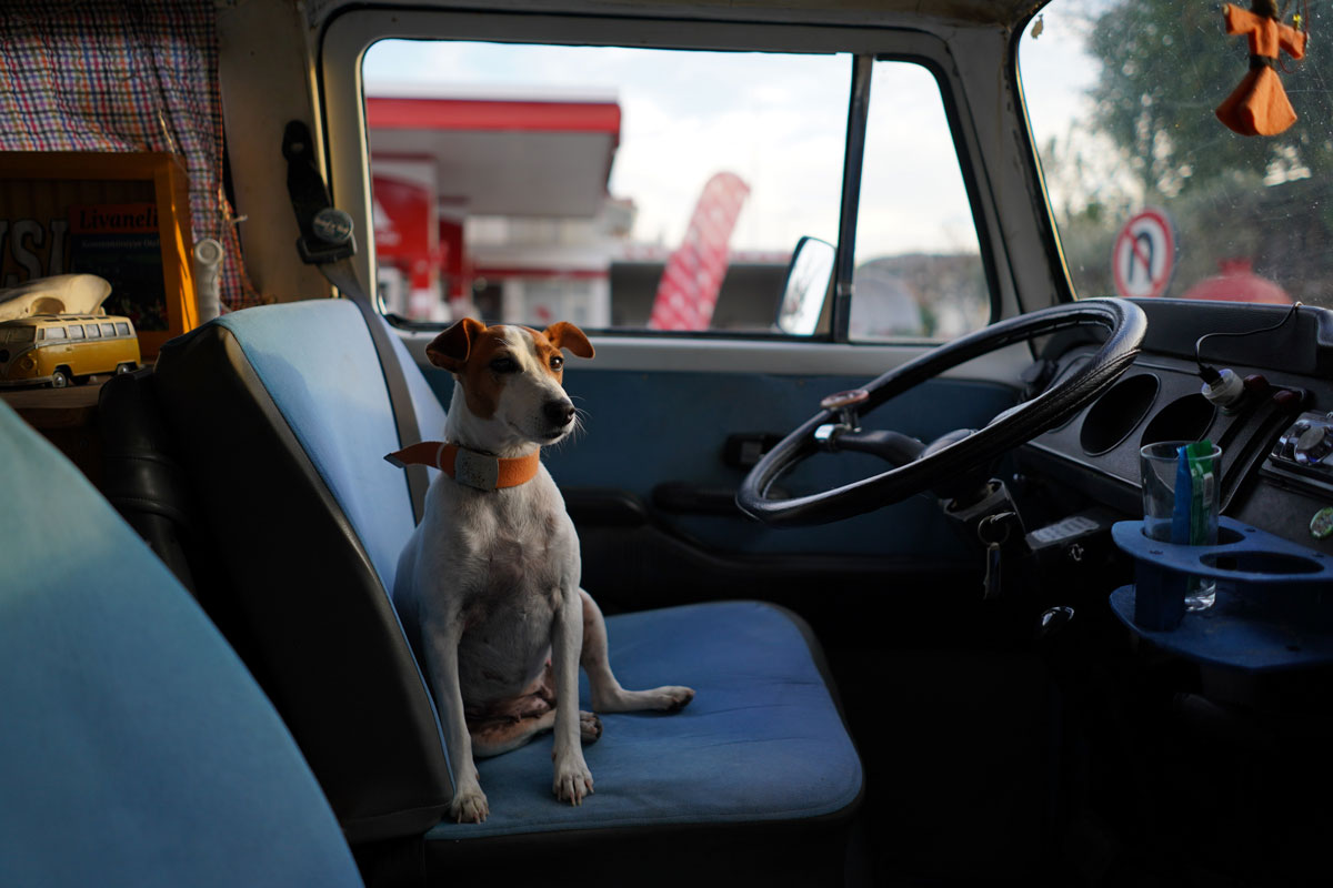 viajar con perro golpe de calor