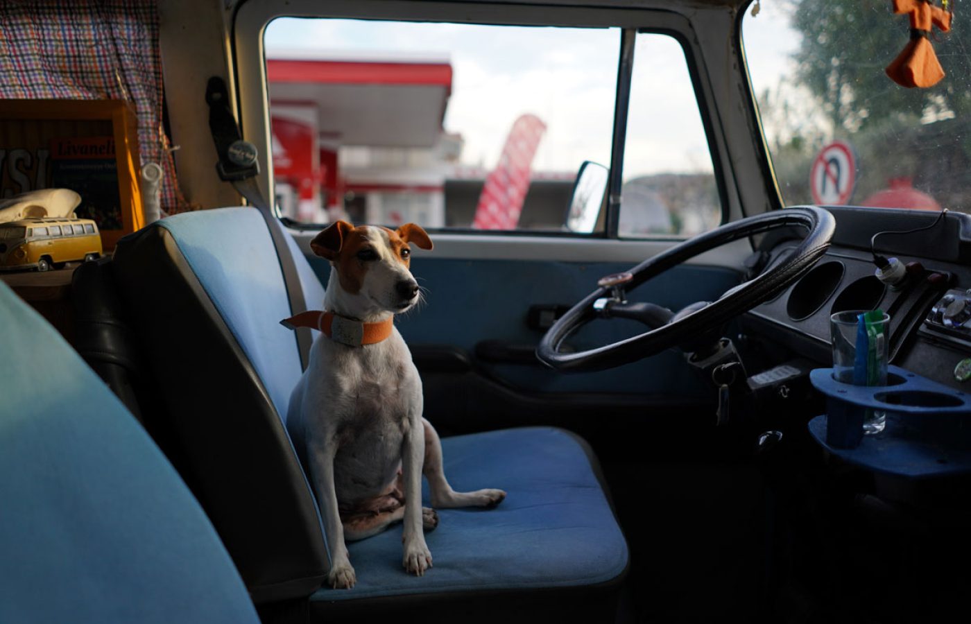 viajar con perro golpe de calor